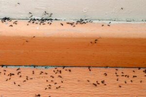 How to get rid of ants under floorboards?