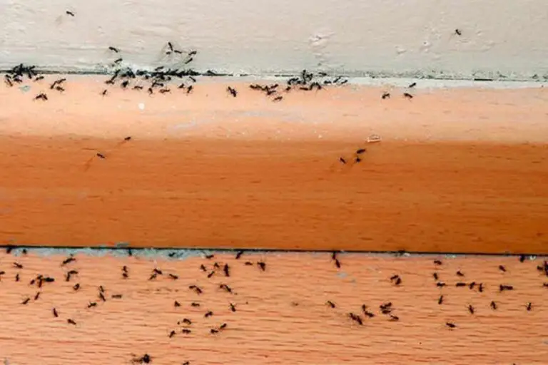 How to get rid of ants under floorboards? 10 Best DIY Methods