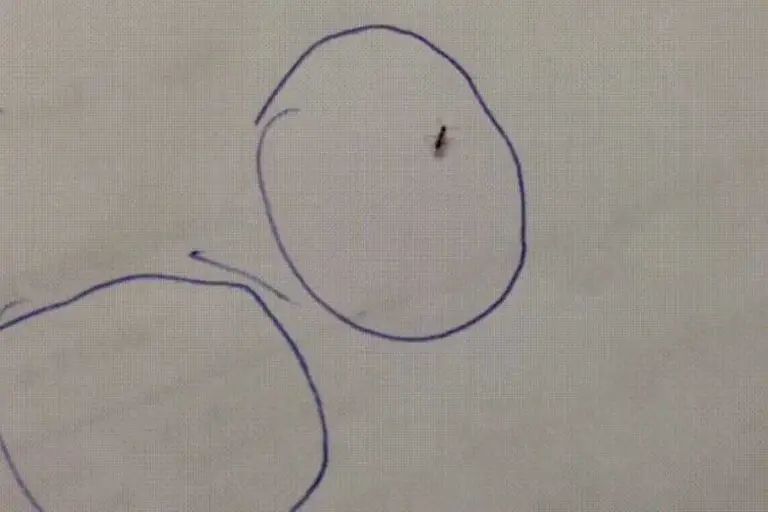 Why Do Ants Get Trapped in Pen Circles? (Explained)
