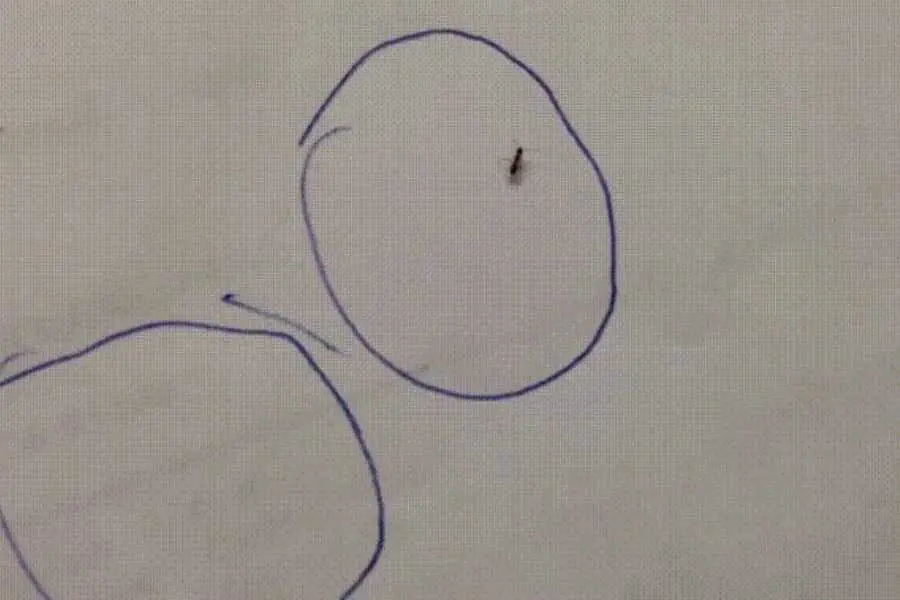 Why Do Ants Get Trapped in Pen Circles?