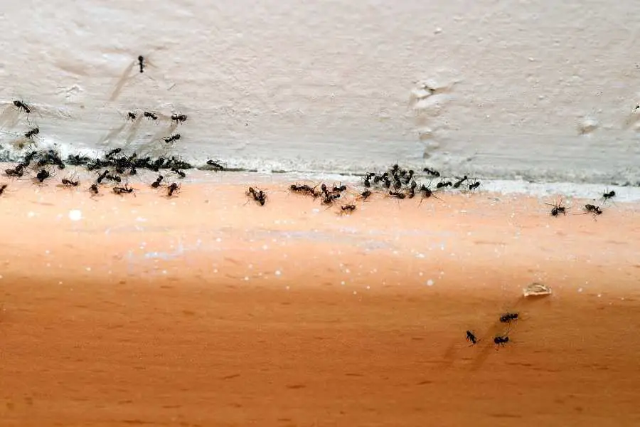 How Do Ants Get Upstairs?