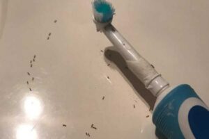 Why Are There Ants on My Toothbrush?