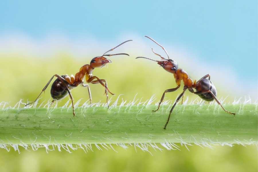 Why Do Ants Always Stop When They Meet?
