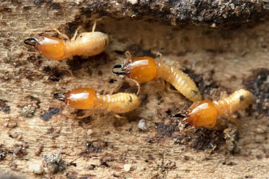 Why Do Ants And Termites Fight?