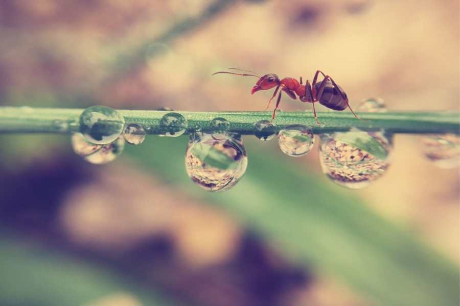 Why Do Ants Appear After Rain?