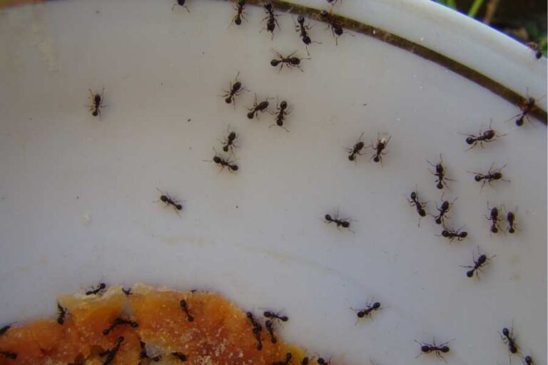 Why Do Ants Appear Out Of Nowhere? (Explained)