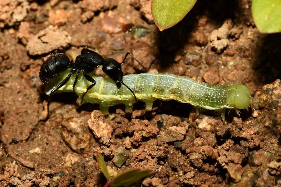 Why Do Ants Attack Caterpillars?