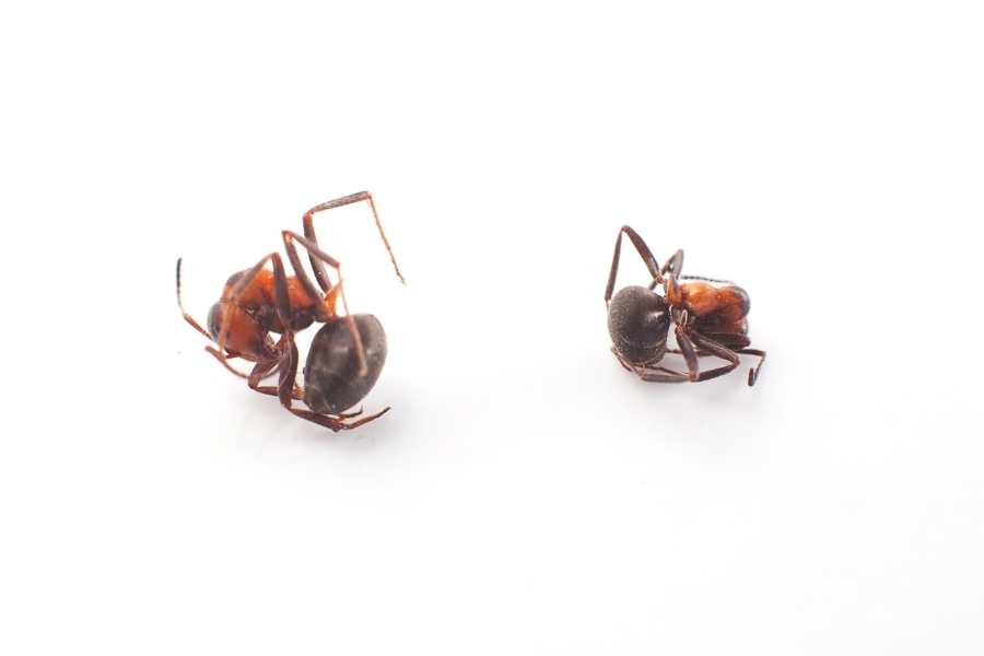 Why Do Ants Curl Up When They Die?