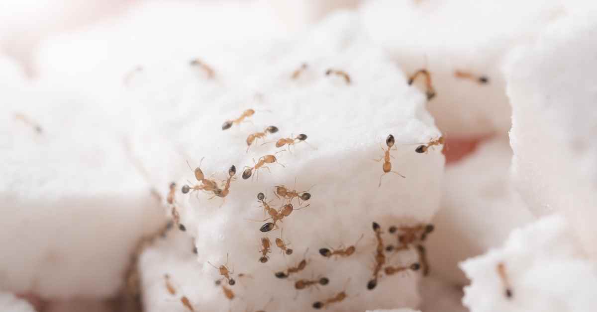 Can Ants Die From Too Much Sugar?