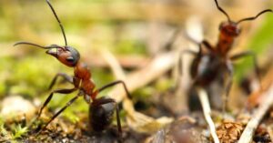 Can Ants Heal Broken Legs?