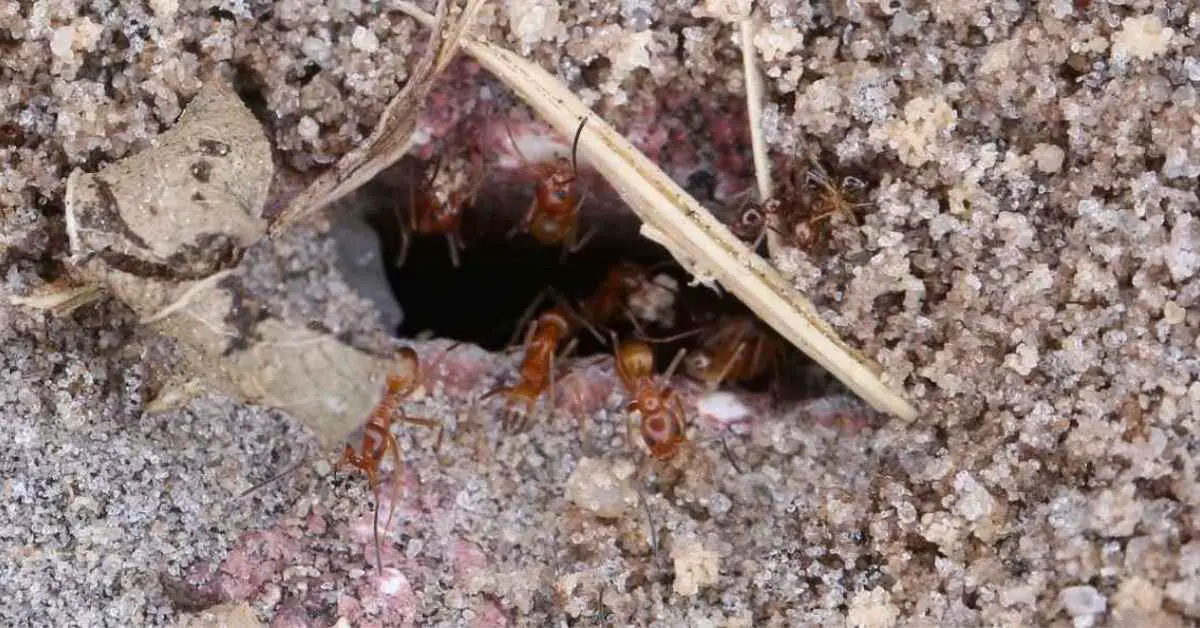 Can Ants Join Other Colonies?