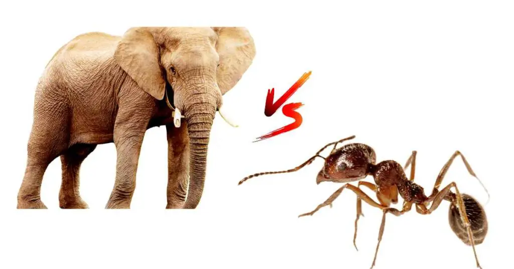 Can Ants Kill an Elephant?