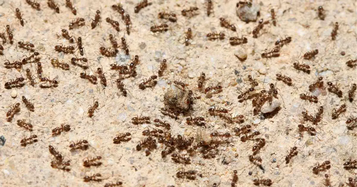 Do Ants Eat Bird Poop?