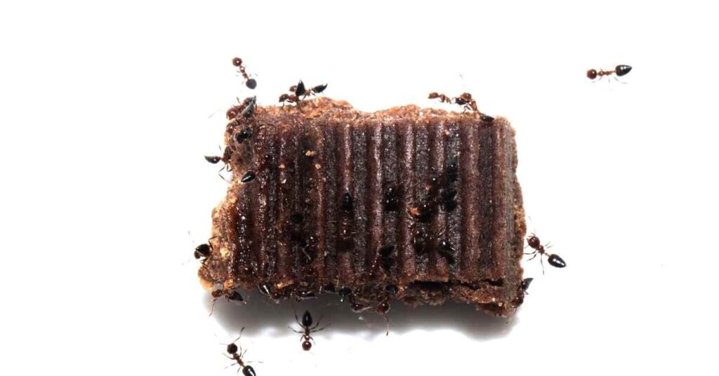 Do Ants Eat Chocolate?