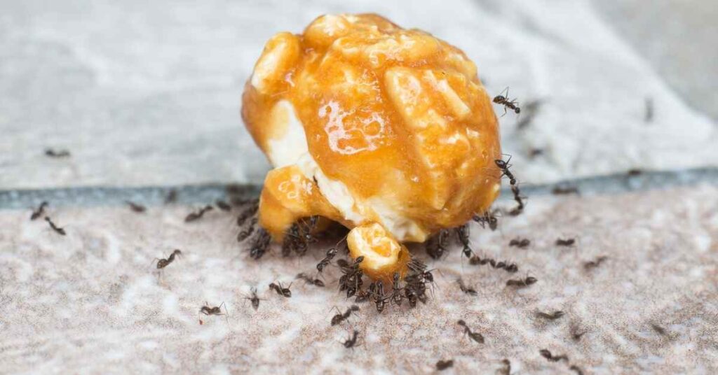 Do Ants Eat Peanut Butter?
