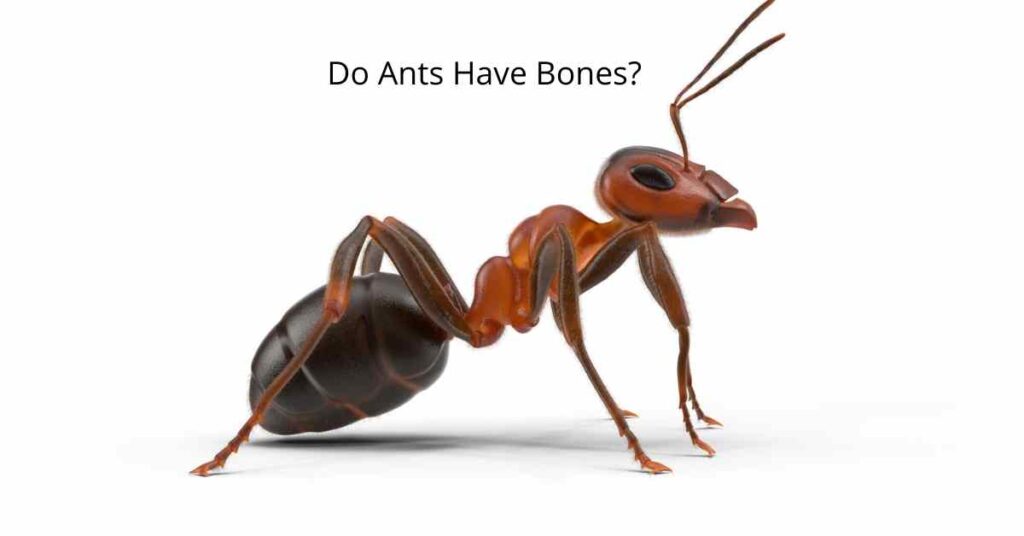 Do Ants Have Bones?