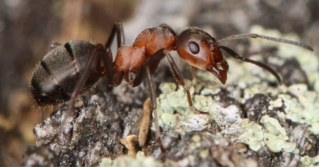 What is a Red Wood Ant?