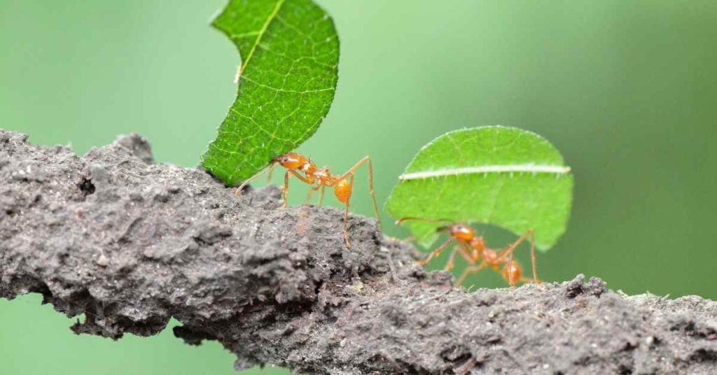 Why Do Ants Climb Trees?
