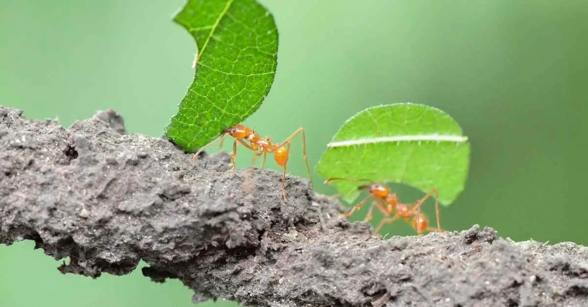 Why Do Ants Climb Trees?