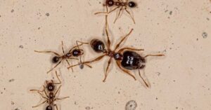Are Big-Headed Ants Dangerous?
