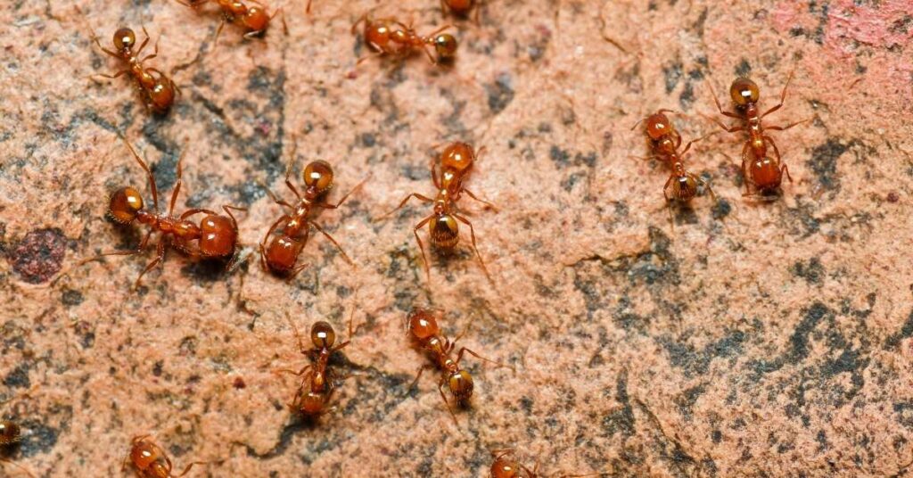 Are Soldier Ants Male or Female?