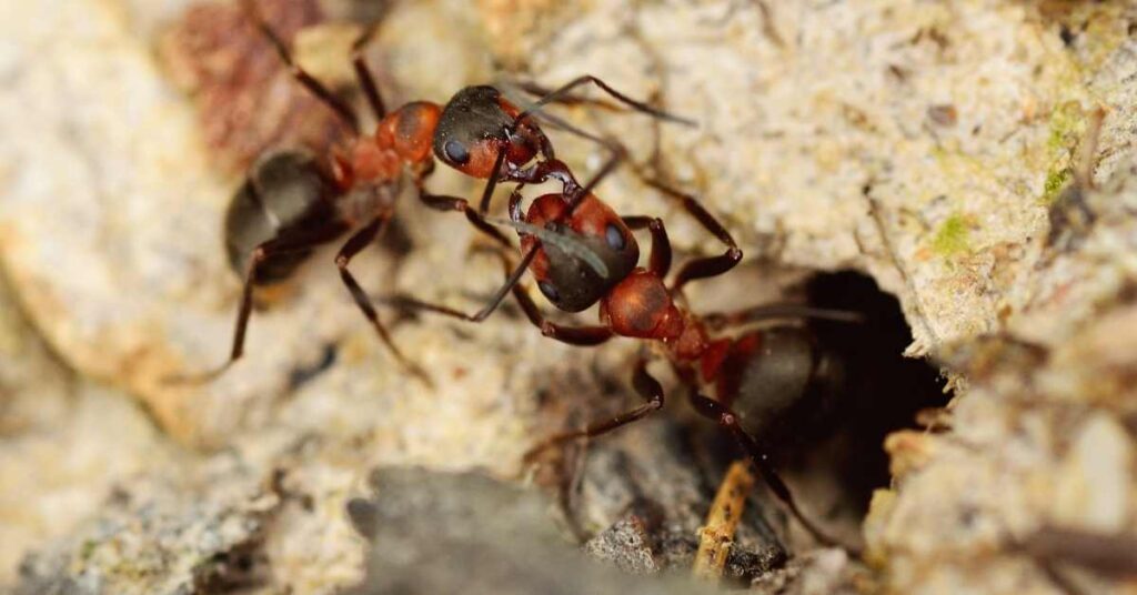 Do All Ant Colonies Have Soldier Ants?