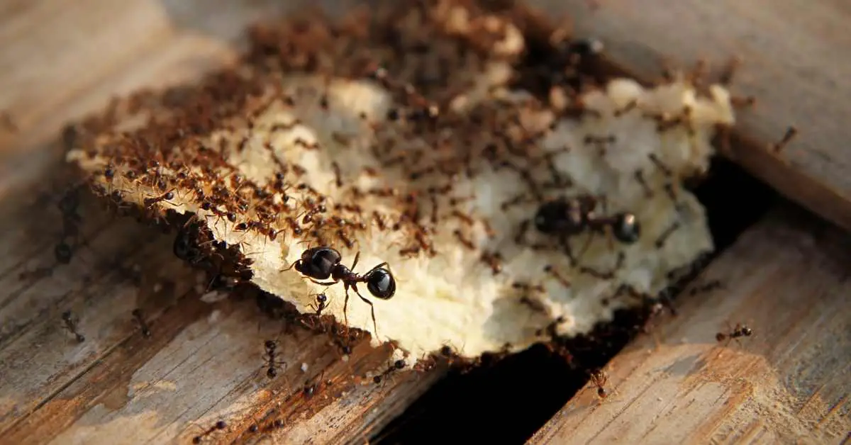 Do Ants Eat Chips?