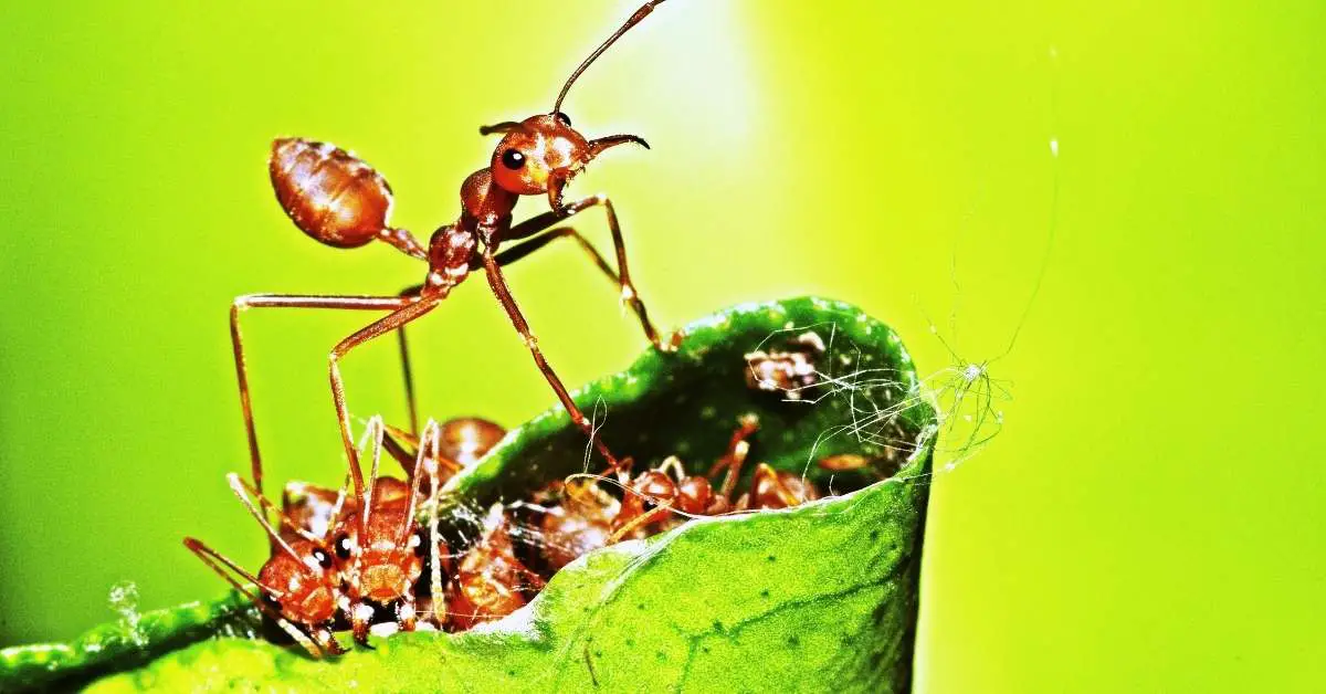 Do Queen Ants Bite?