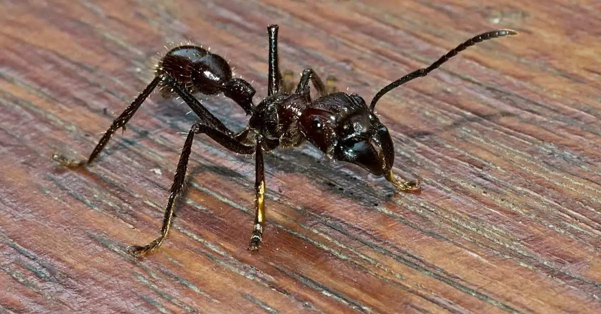 How Big is a Bullet Ant Queen?