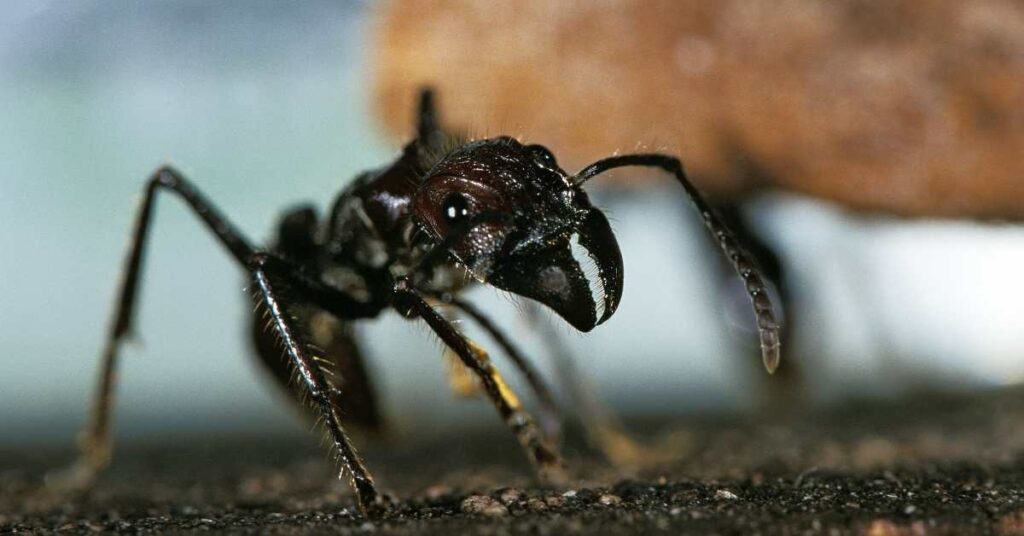 How Long Does a Bullet Ant Sting Last?