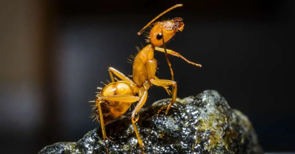 how-many-cells-does-an-ant-have-explained