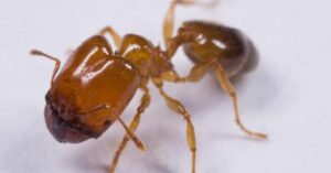 What Are Big Headed Ants?