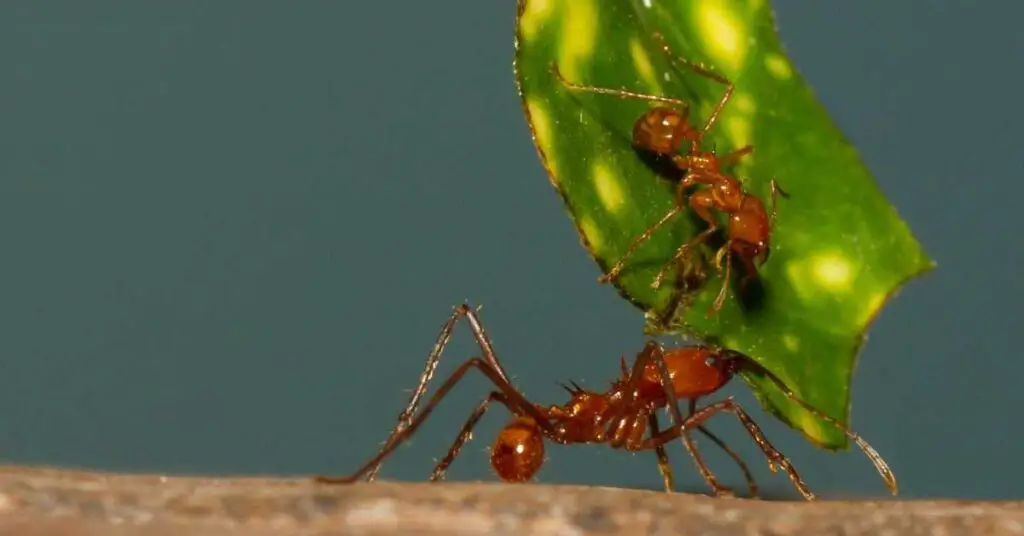 What Are Leafcutter Ants? (Explained)