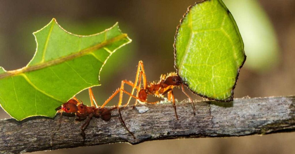 What Does a Leafcutter Ant Look Like?