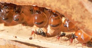 What is a Small Honey Ant?