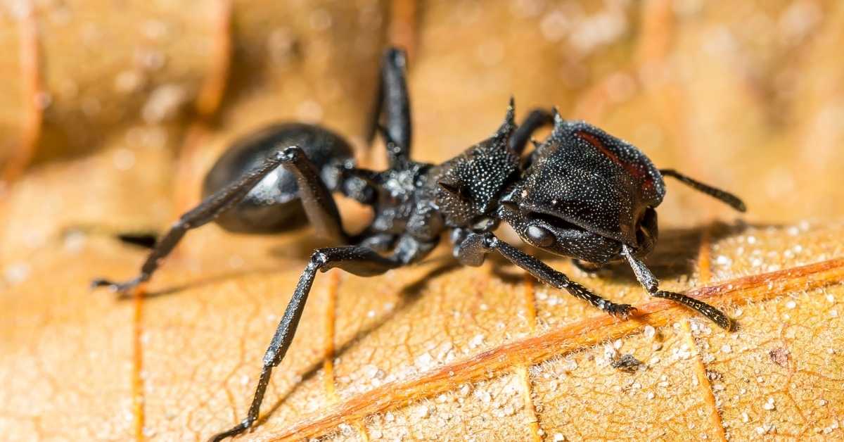 Where Are Bullet Ants Found?