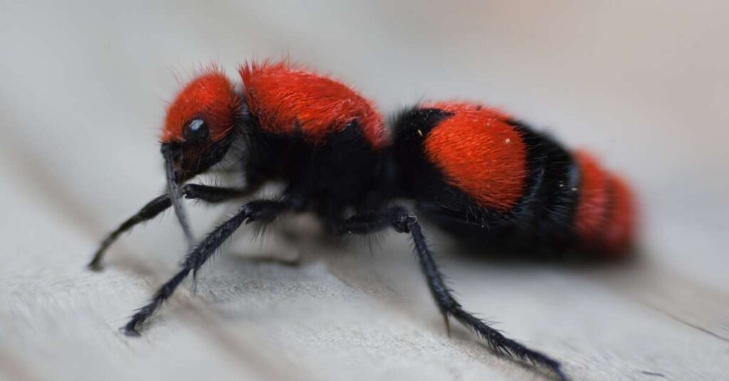 Why Are Velvet Ants Called Cow Killers?