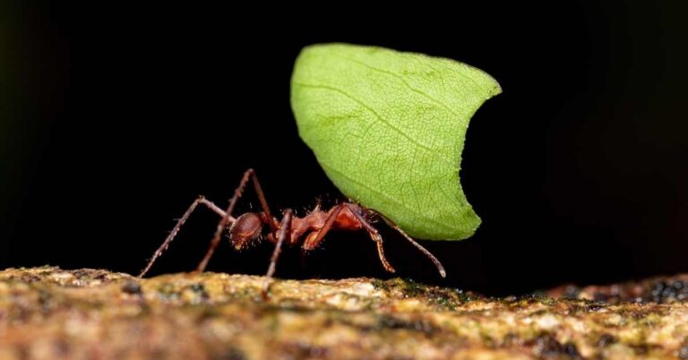 Why Do Leafcutter Ants Need Fungi? (Explained)