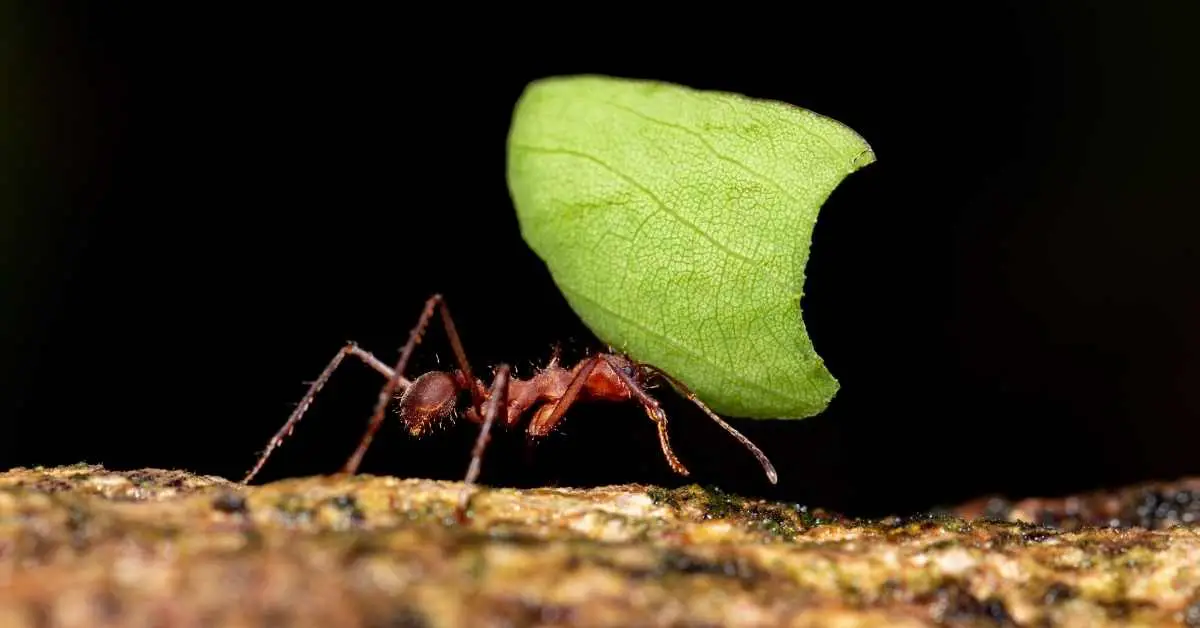 Why Do Leafcutter Ants Need Fungi?