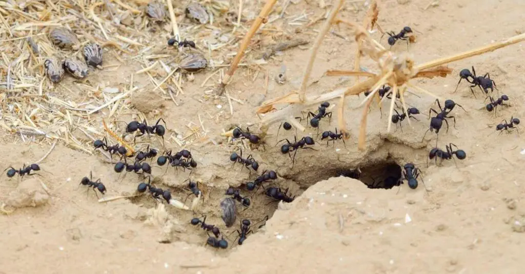 Are Ant Colonies All Female?