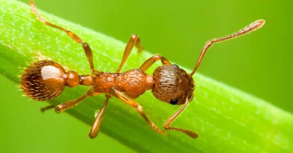 Are Ants Faster Than Humans?