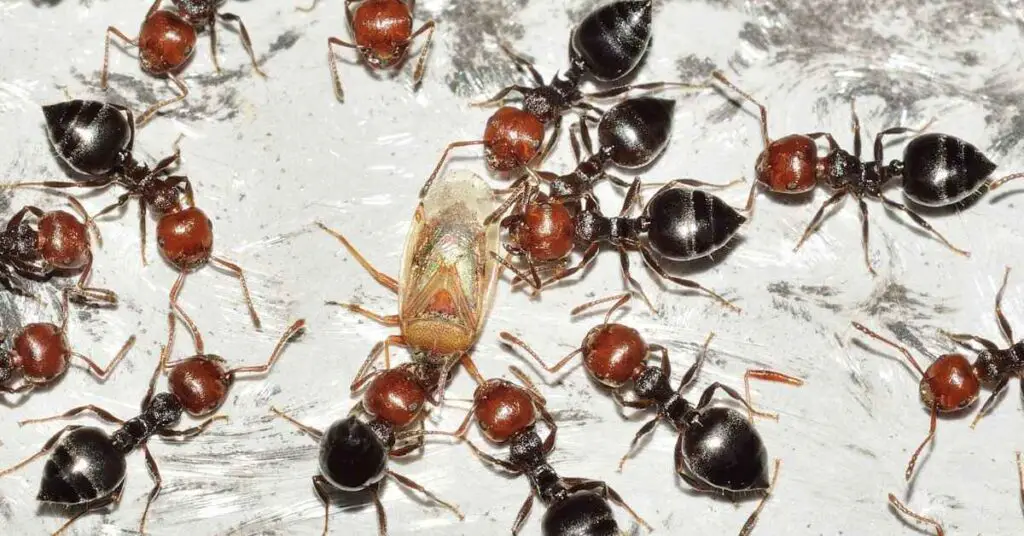 Are Ants Omnivores, Herbivores or Carnivores?