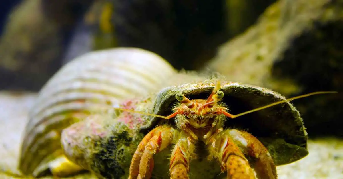 Can Ants Kill Hermit Crabs?