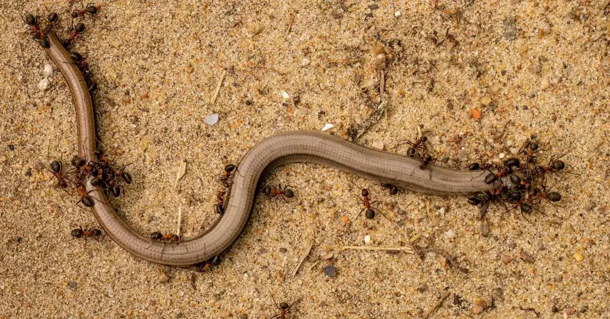 Can Ants Kill a Snake?