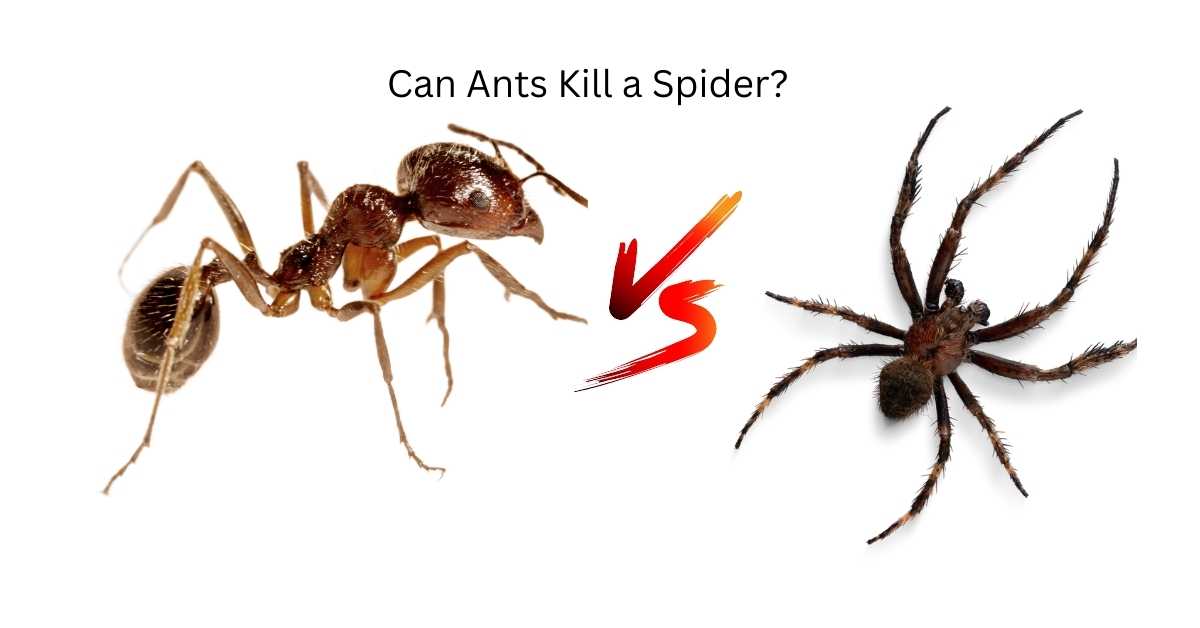 Can Ants Kill a Spider?