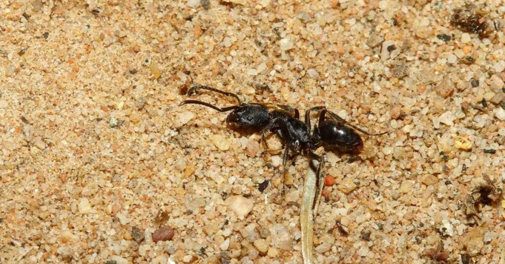 Can Ants Live Without Their Head?