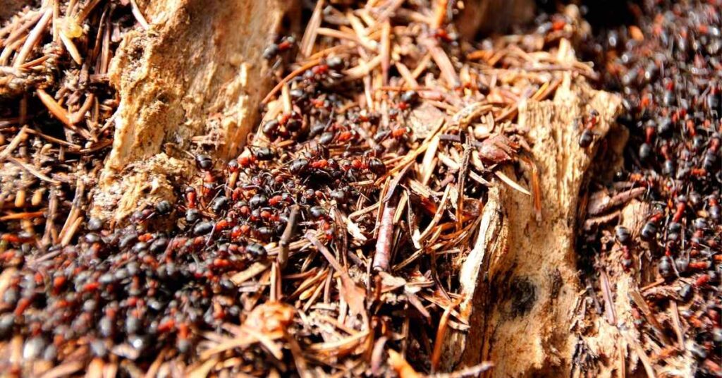 Can Argentine Ants Form Supercolonies?