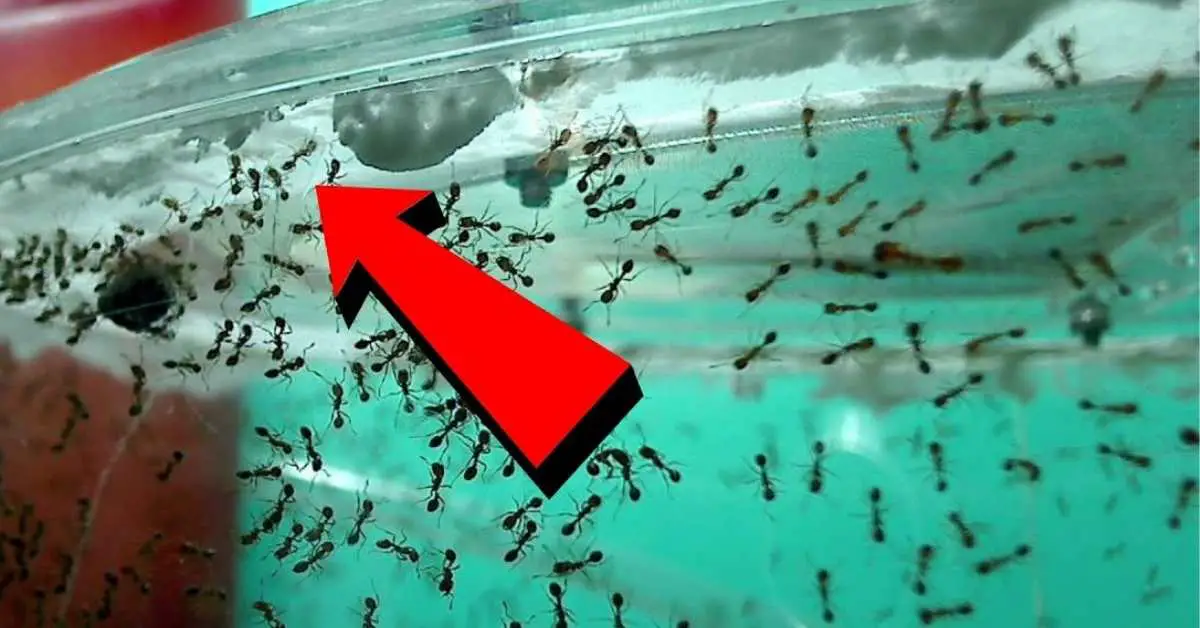 Can You Suffocate Ants in Plastic Bag?
