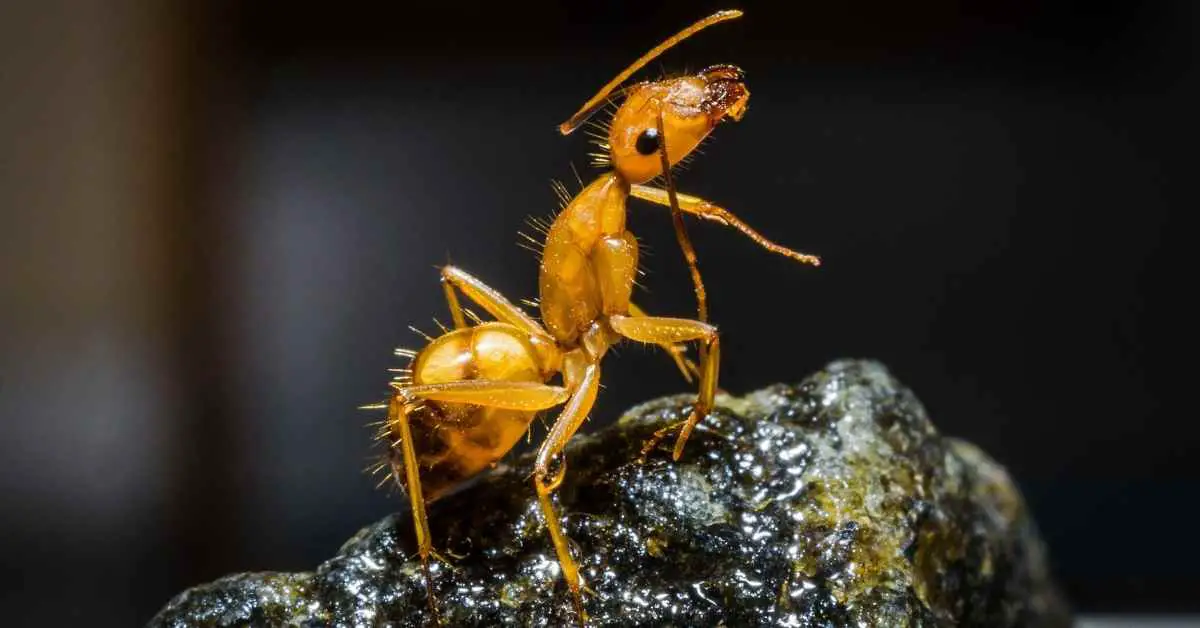 Can an Ant Survive Without a Colony?
