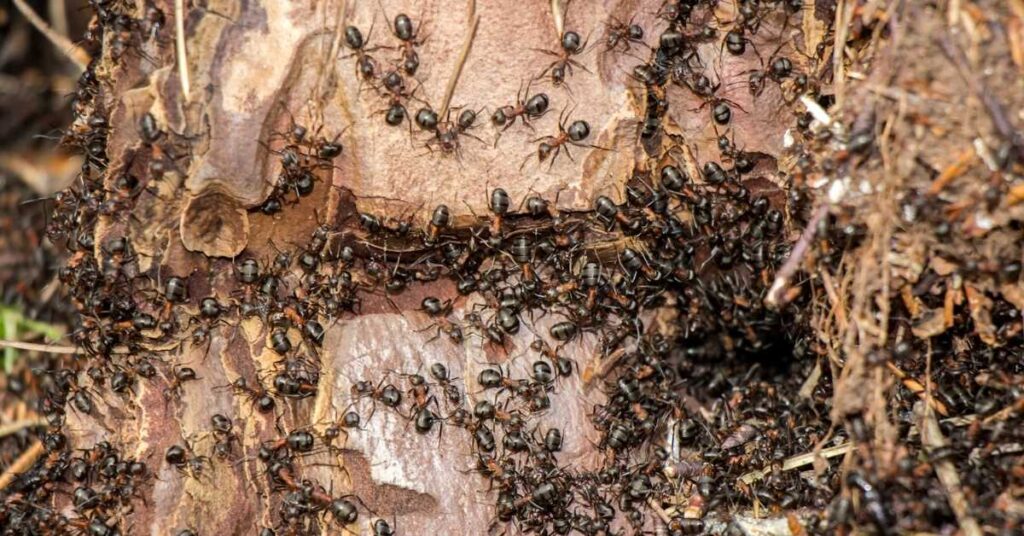 Do Ants Abandon Colonies?